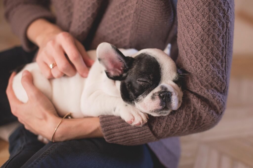 bulldog, puppy, pet, owner, woman, nature, sleep, sleeping, asleep, sleeping dog, animal, canine, cute, dog, hands, relax, stroking
