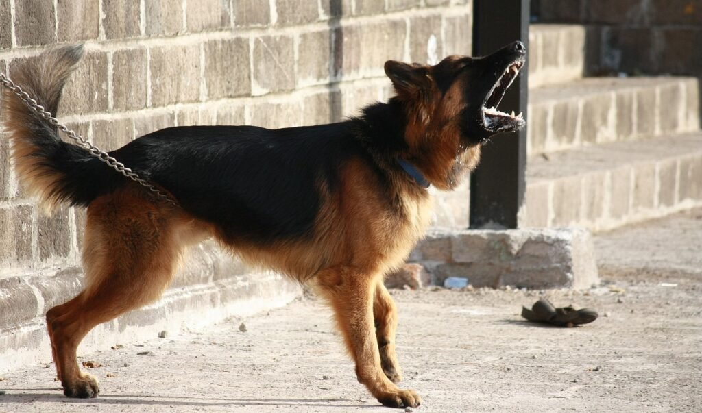 german shepherd, animal, dog, barking, guard, alert, warning, chained, standing, domestic, breed, pet