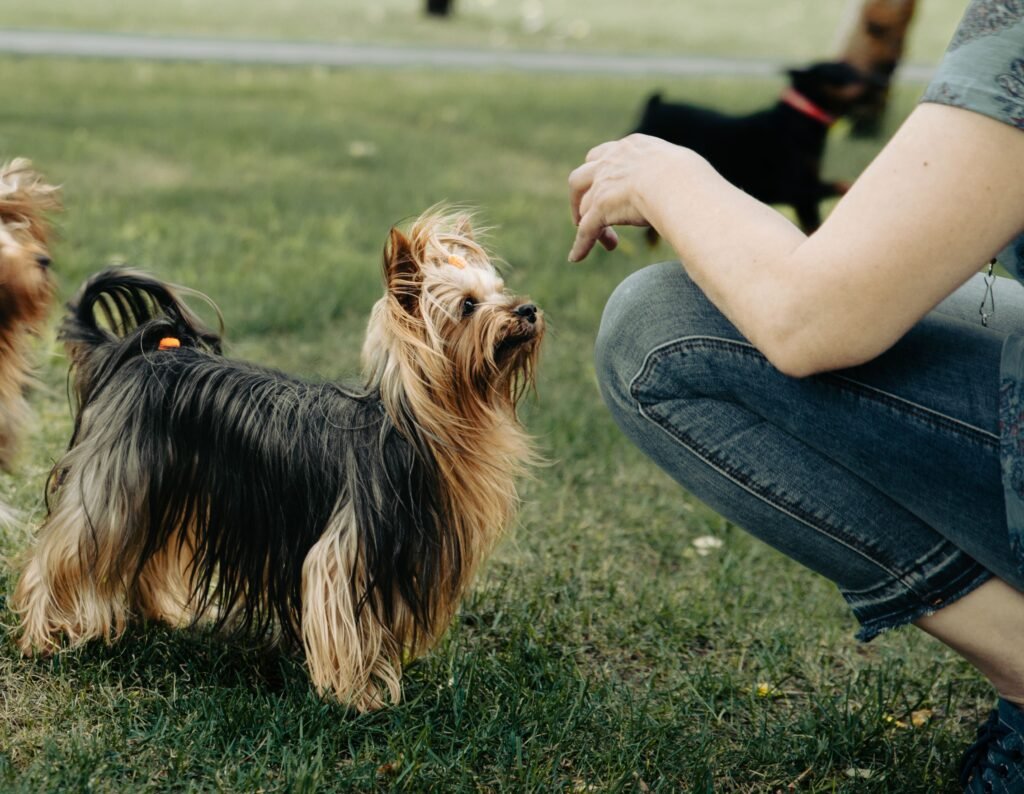 A cute Australian Silky Terrier engages with a person in a lush park setting, showcasing a lovable pet moment.