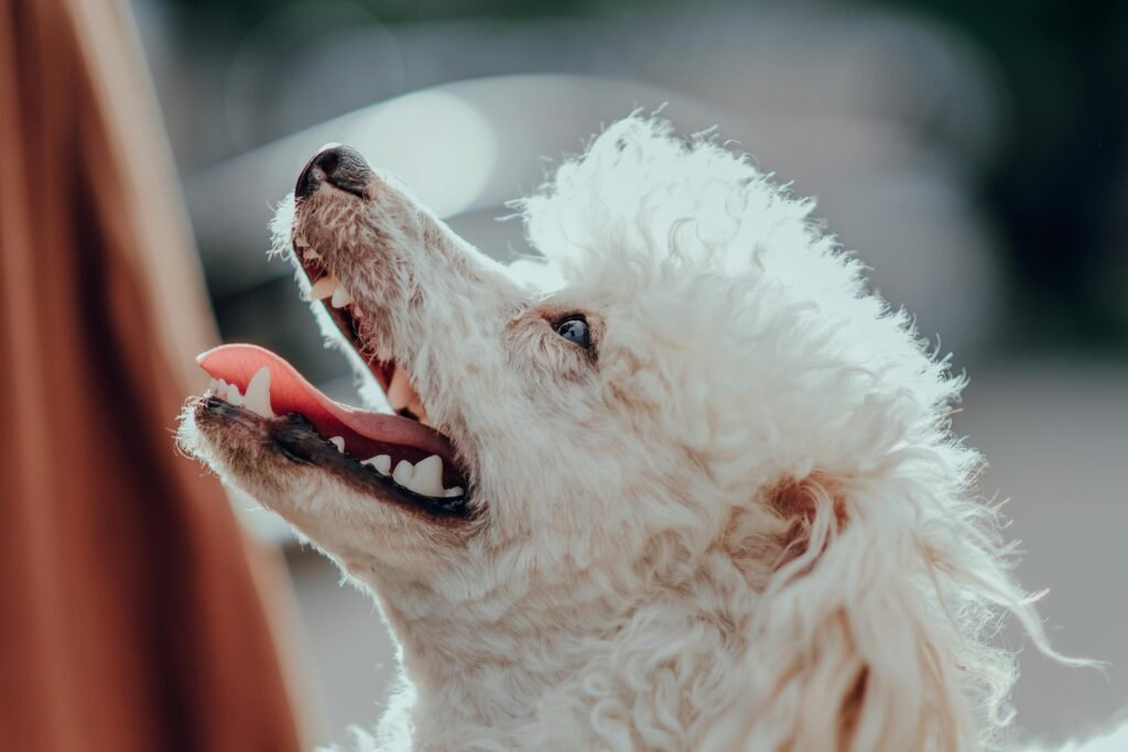 Close-up of a happy white poodle with mouth open, enjoying a sunny day.