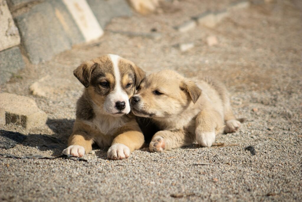 Two cute puppies resting on a sunny gravel surface, showcasing innocence and playfulness.