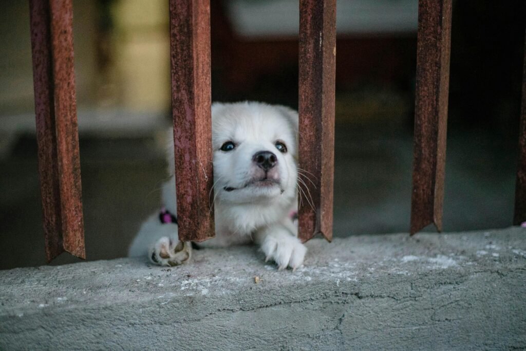 A cute white puppy looks through iron bars, expressing curiosity and innocence.