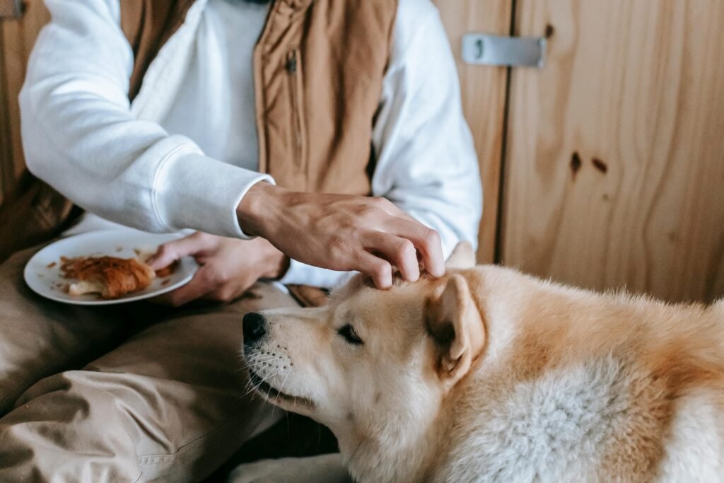 Crop anonymous guy in trendy clothes sitting on floor and stroking cute purebred dog while eating appetizing croissant in sunny morning