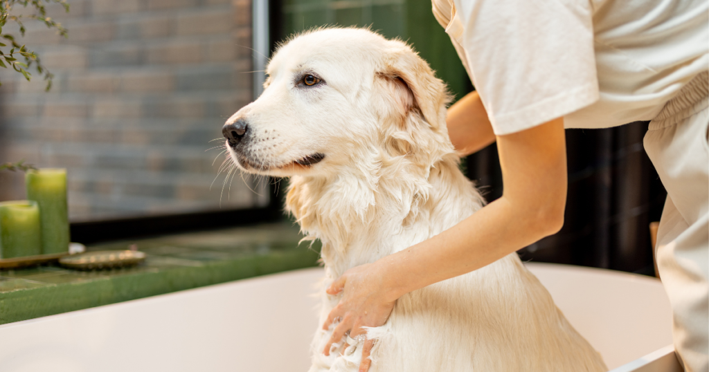 Bathing Your Dog