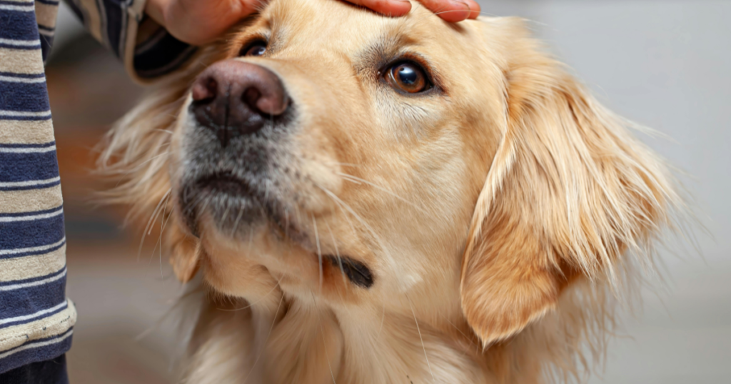 Drying and Claw Care for Pets