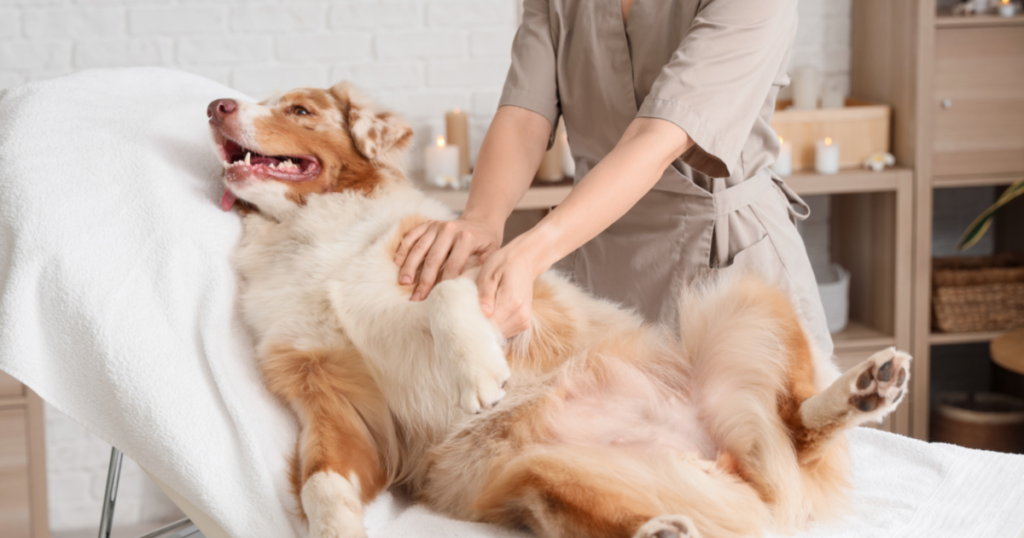 Massage therapy for pets to reduce stress, improve circulation, and support overall health.