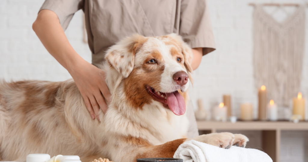 Benefits of massage therapy for pets including relaxation, pain relief, and improved mobility.