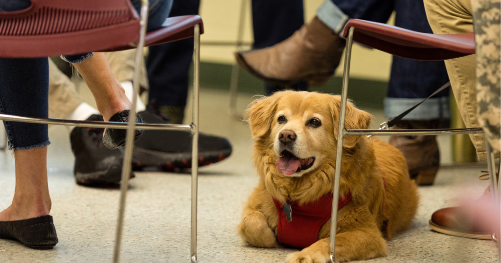 Massage therapy supports pet recovery by improving circulation and reducing muscle stiffness.