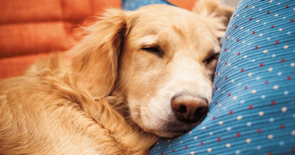 Body relaxation for pets through gentle massage and a calm environment