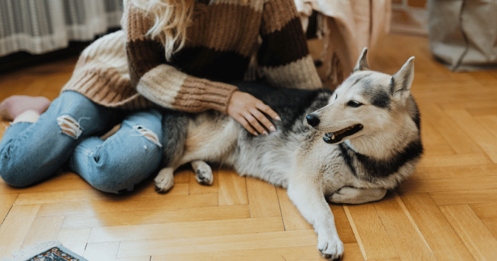 Pet relaxing comfortably to reduce stress and improve overall well-being