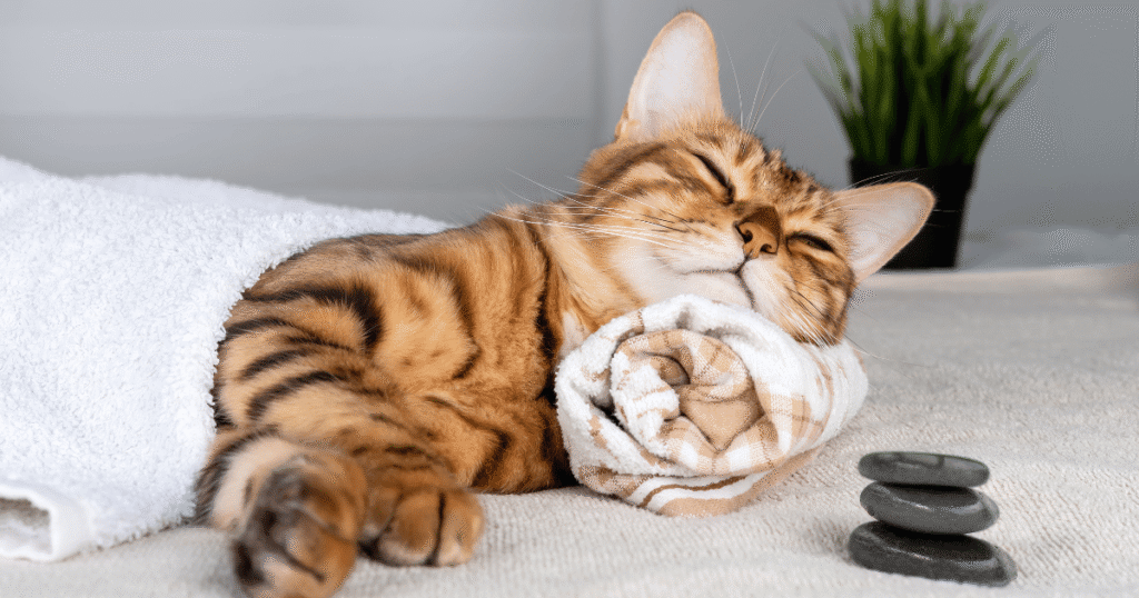Gentle massage therapy helping a pet relax and relieve muscle tension