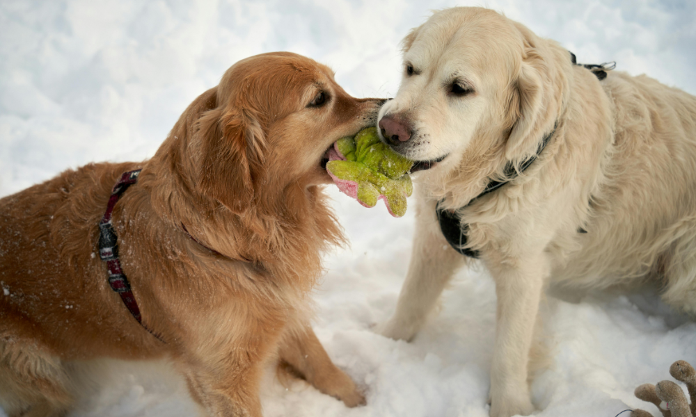 Best food for dogs helps pet owners choose the right diet for their dog