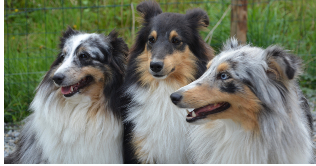 Best dog breeds for families playing together in a happy home environment