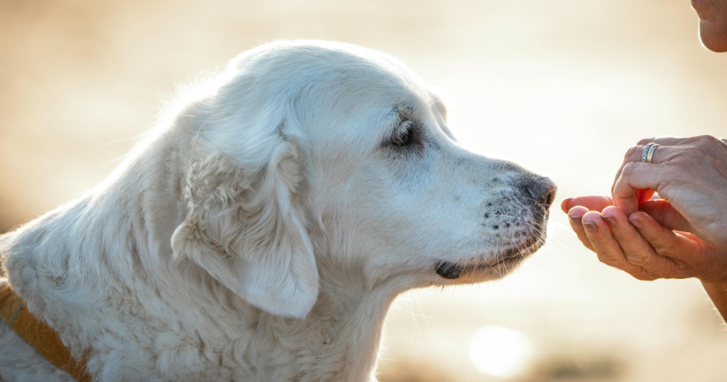 Dog with a sensitive stomach eating a nutritious meal designed to support healthy digestion and reduce stomach issues.