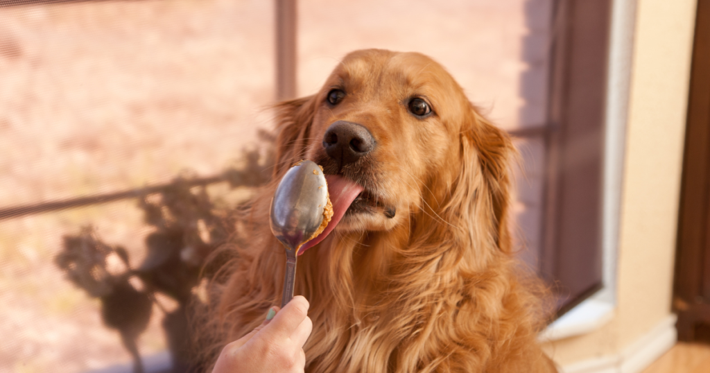 Healthy dog enjoying a specially formulated sensitive stomach dog food that supports digestion and overall wellness