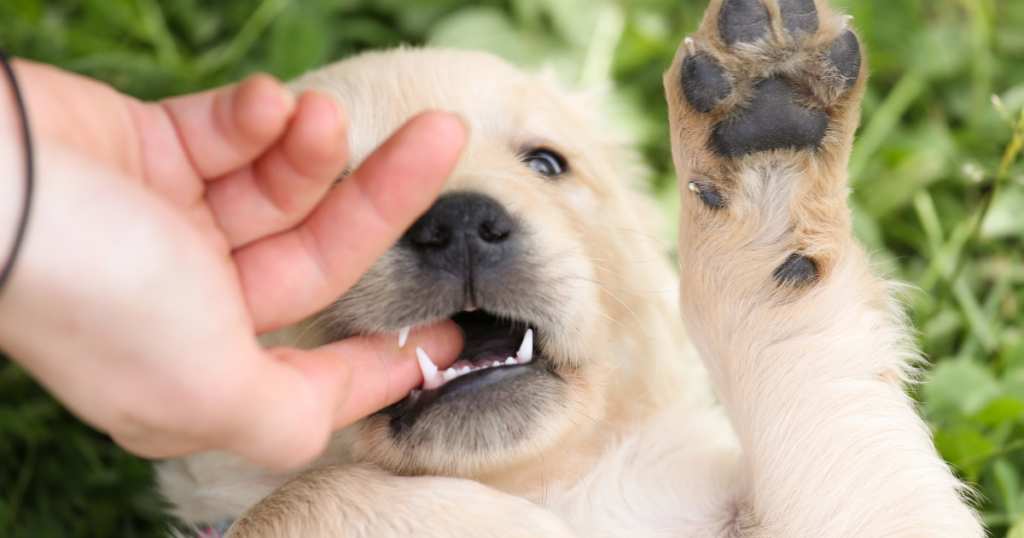 How to stop puppy biting with effective training tips and positive reinforcement techniques
