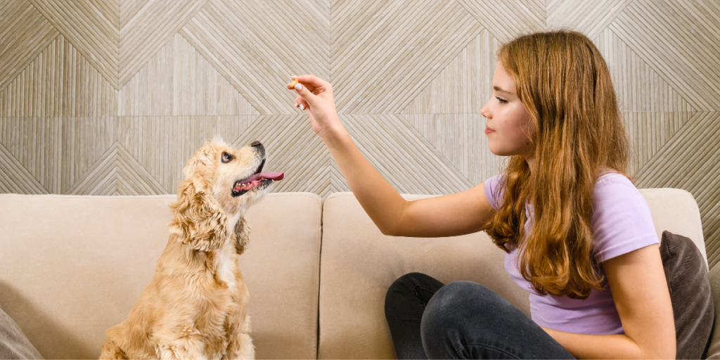 How to Teach a Dog to Sit using positive reinforcement training techniques