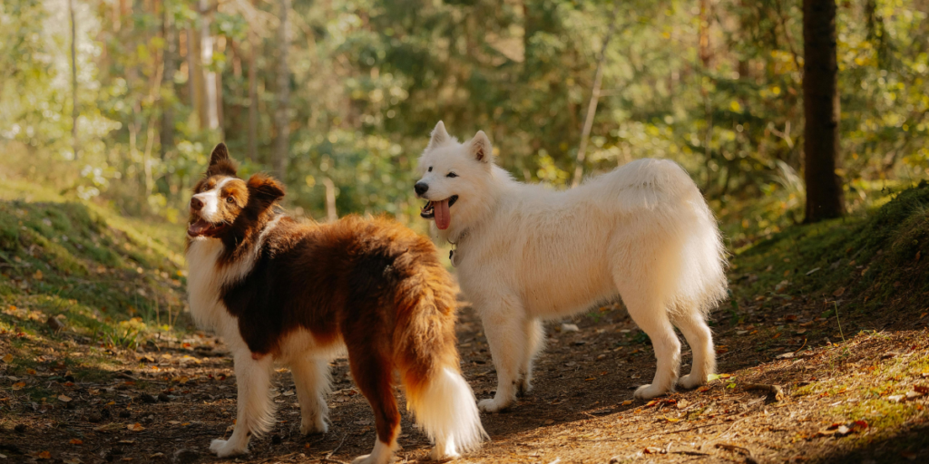 The Reasons Why You Need to Teach Your Dog to Sit