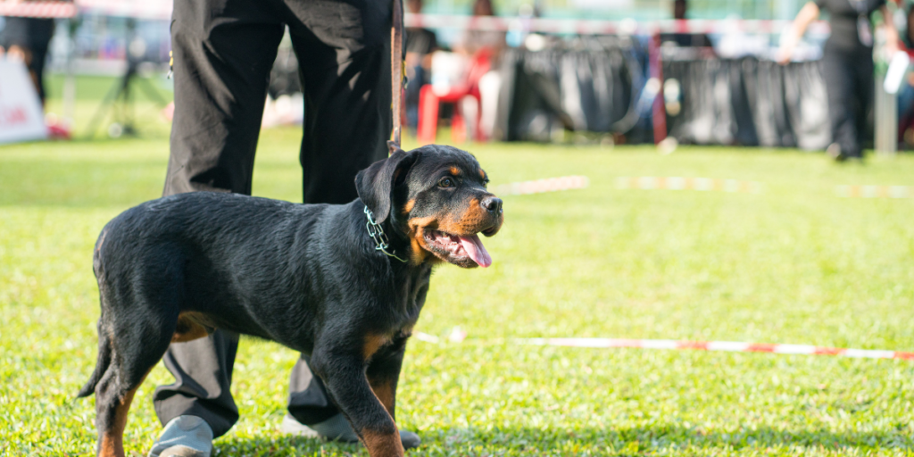 Dog owner preparing treats and a quiet training area before learning how to teach a dog to sit