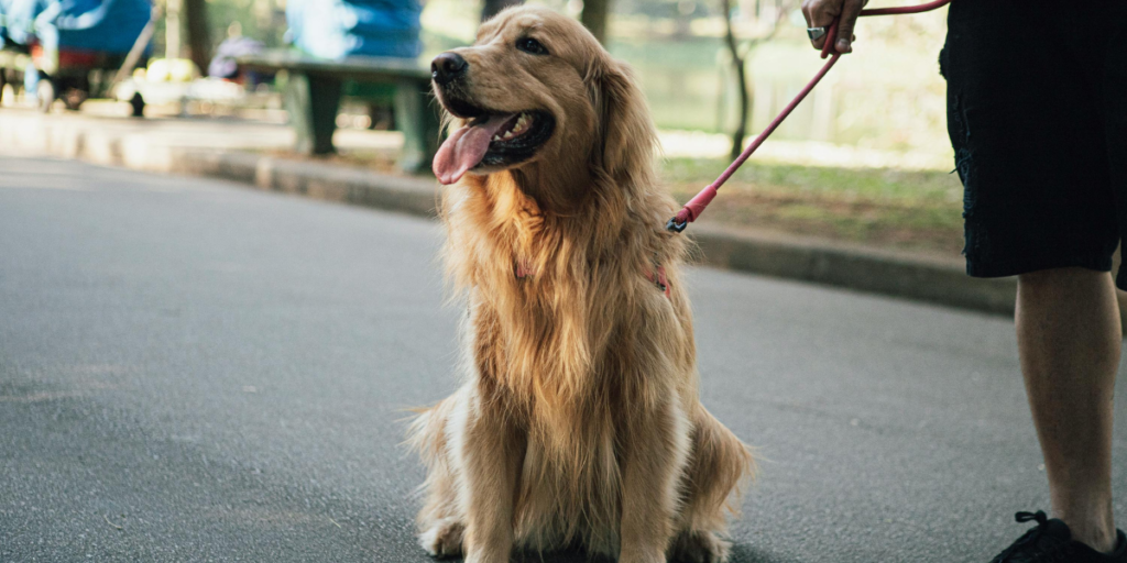 Dog practicing sit command during daily reinforcement training sessions