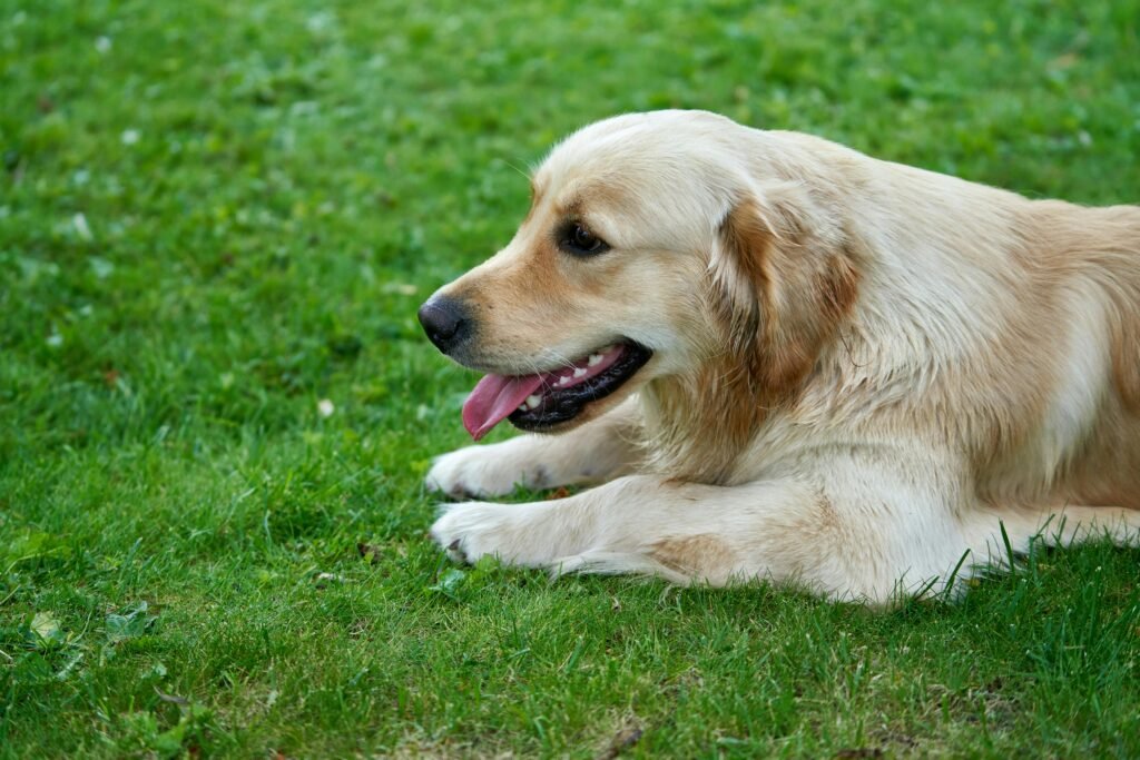 Golden Retriever dog lying on lush green grass with tongue out, showcasing its playful and relaxed nature.