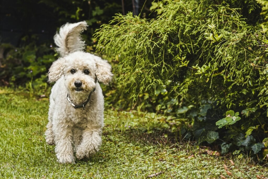 A cute poodle walking happily in a lush green garden, surrounded by vibrant foliage.