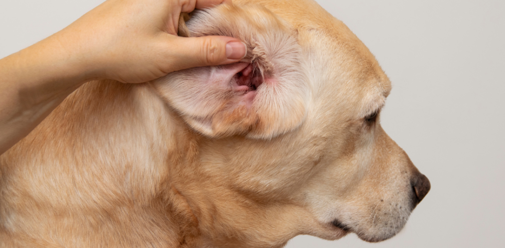 : Dog receiving ear infection treatment from a veterinarian
