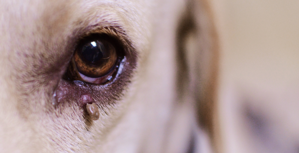 Dog eye infection treatment with a veterinarian examining a dog's infected eye