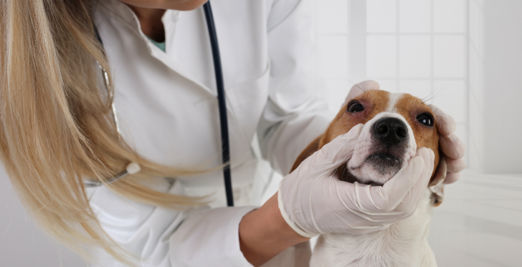 Veterinarian providing effective dog eye infection treatment to a dog