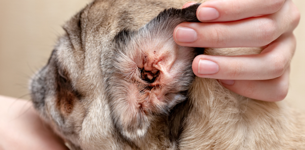 Dog with an ear infection caused by allergies, bacteria, or ear mites