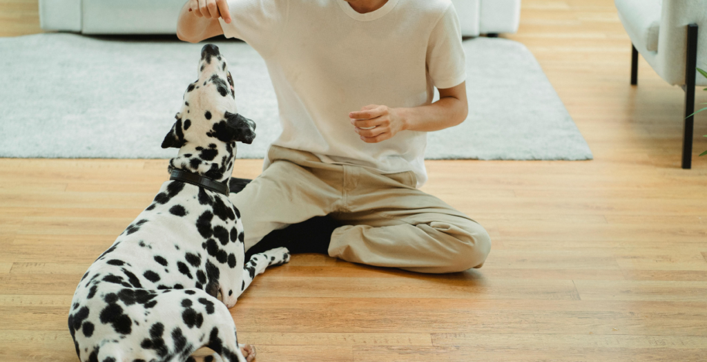 Pet owner caring for a dog with an eye infection at home