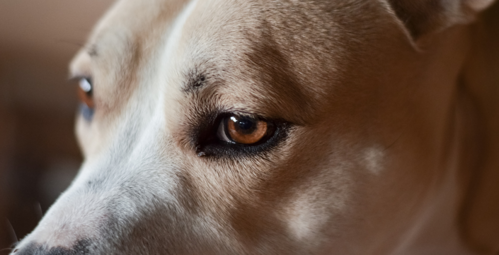 Healthy dog with bright, clean eyes after proper eye care