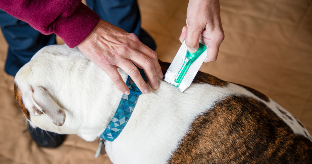 Best flea treatment for dogs to protect against fleas and keep pets healthy