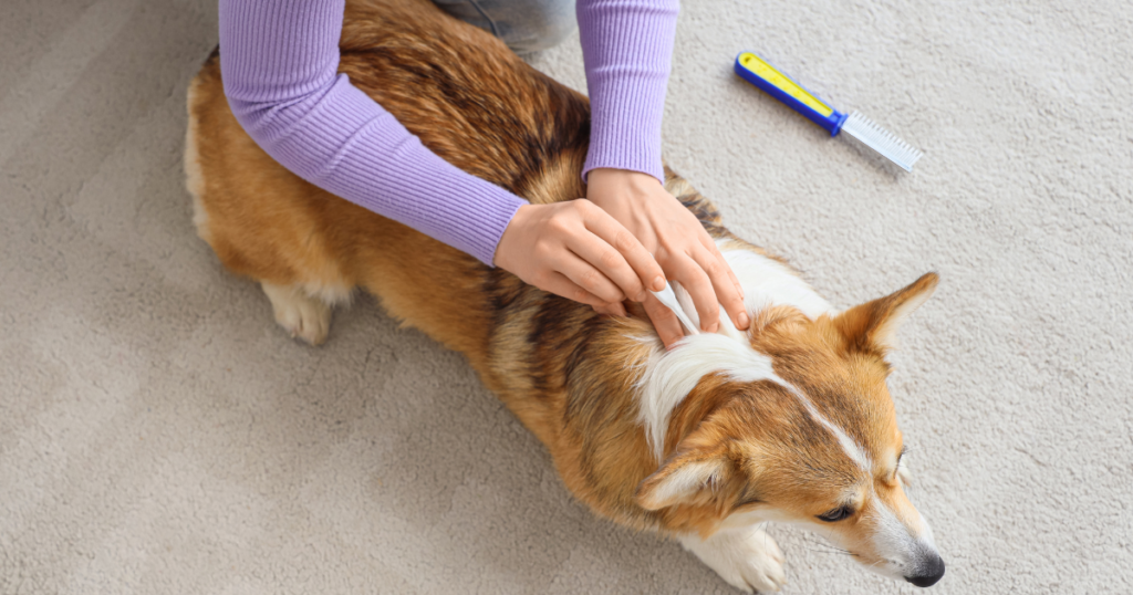 Different types of flea treatment for dogs including topical, oral, and flea collars