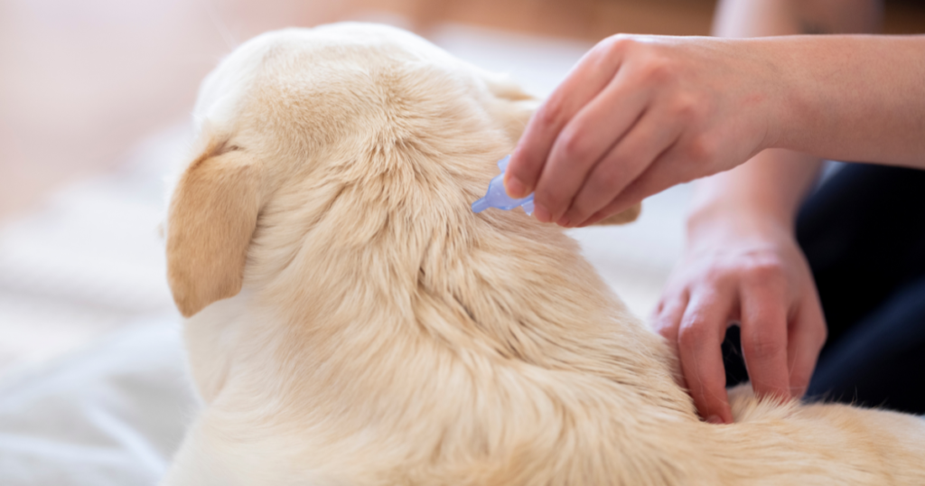 Tips to prevent fleas and keep your dog healthy with regular flea care