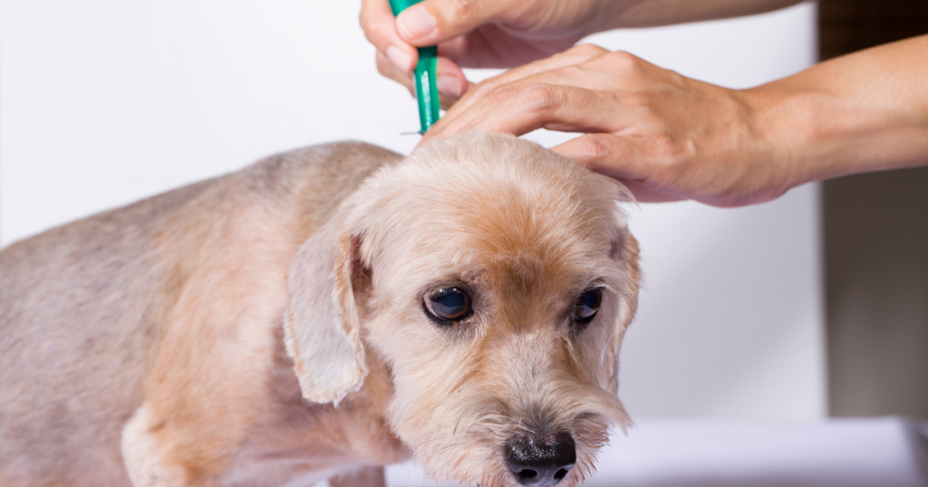 Keep your dog protected with the right flea treatment for lasting flea prevention