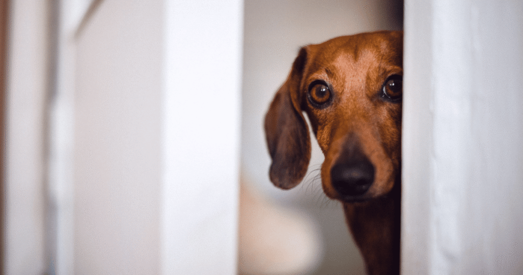 Dog with separation anxiety waiting alone at home.