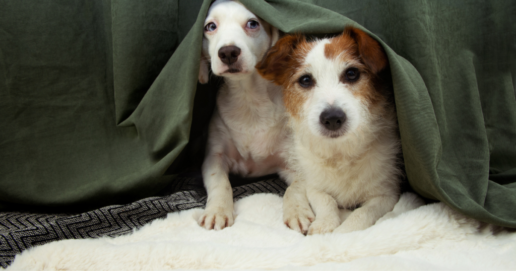 Signs of separation anxiety in dogs, including barking, chewing, and destructive behavior.