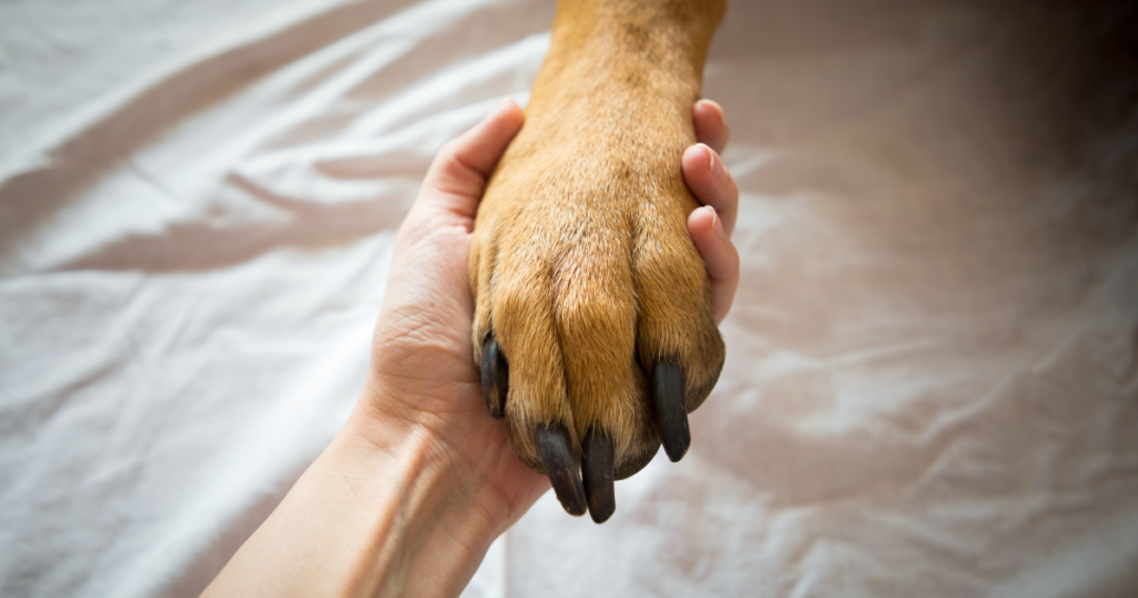 Dog receiving training and professional support for separation anxiety.
