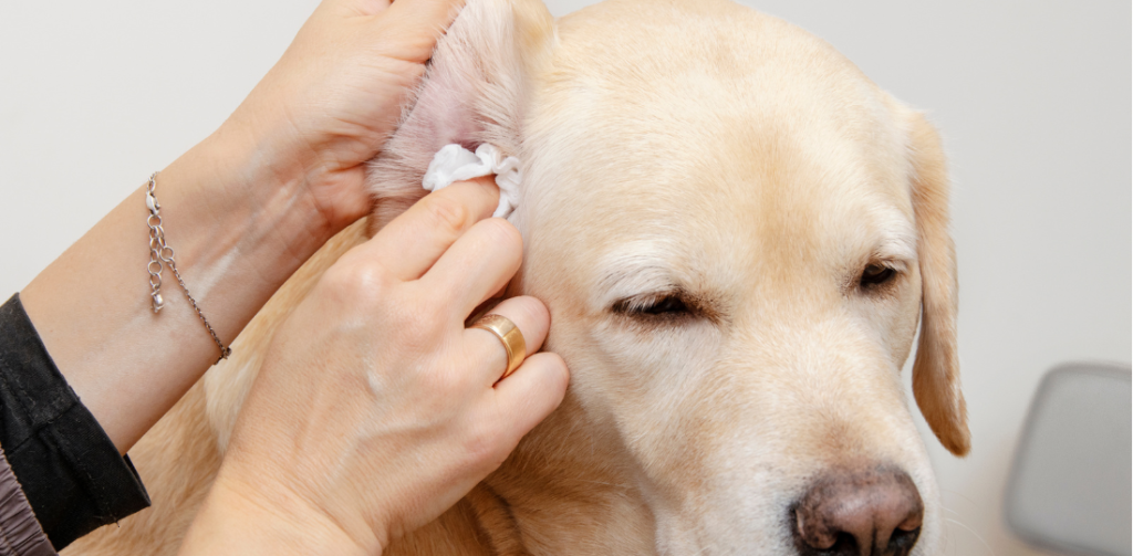 Dog receiving ear infection treatment and home care