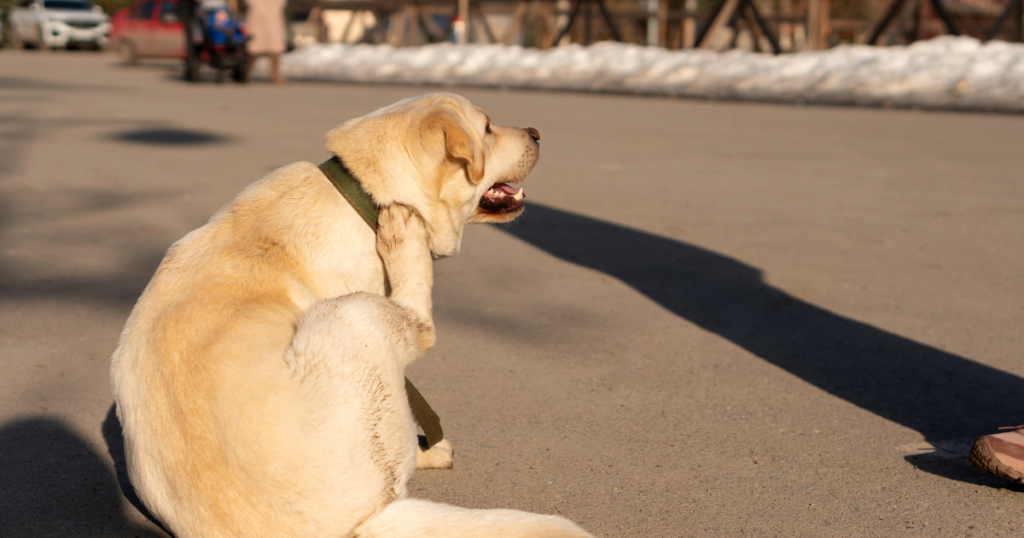 Identify the cause before starting treatment to treat dog diarrhea in pets safely