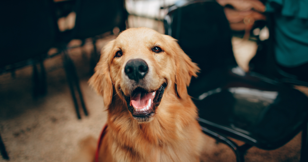 Keep your dog hydrated by providing fresh, clean water during diarrhea.