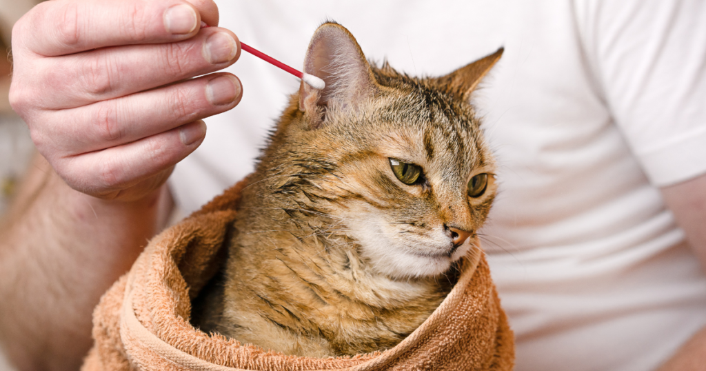 How to clean cat ears safely