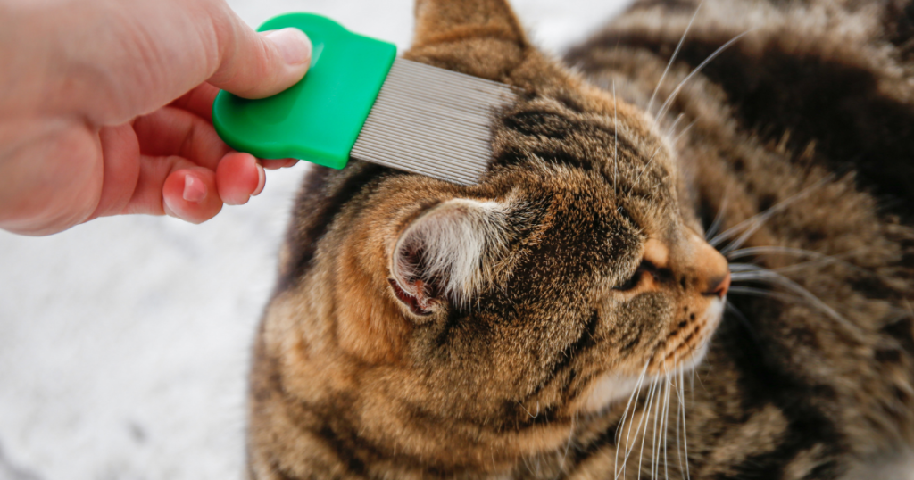 Fleas on cat and how to identify flea infestation
