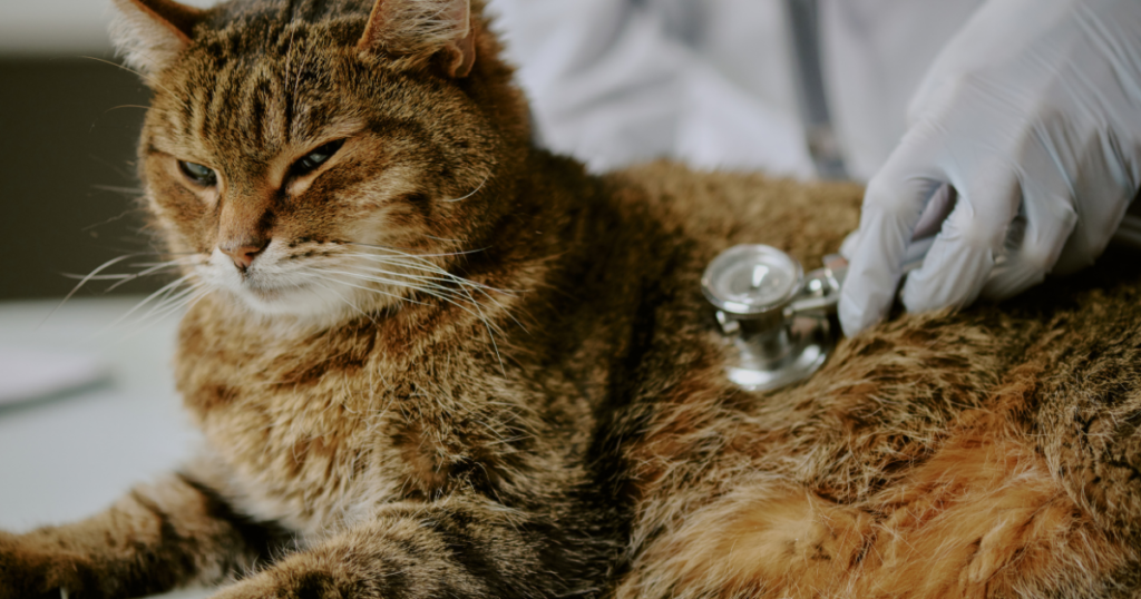 Safe flea treatment for cats