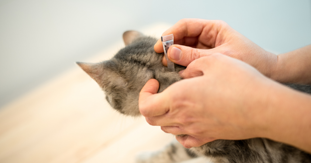 Flea prevention for cats