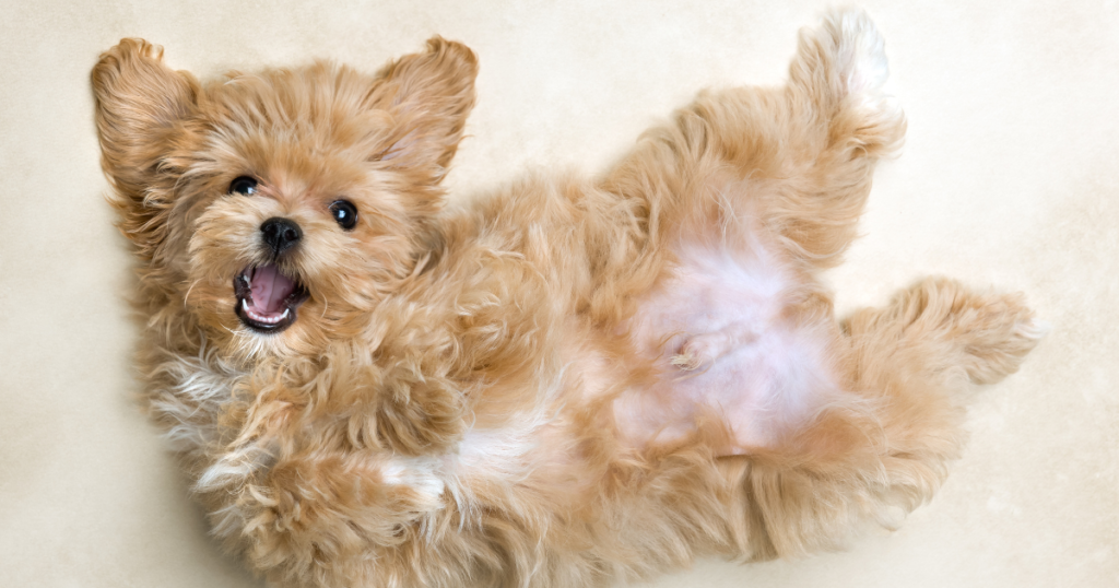 Pregnant dog standing outdoors showing signs of late pregnancy