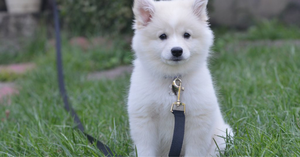 Dog pregnancy timeline showing the stages of pregnancy from conception to birth