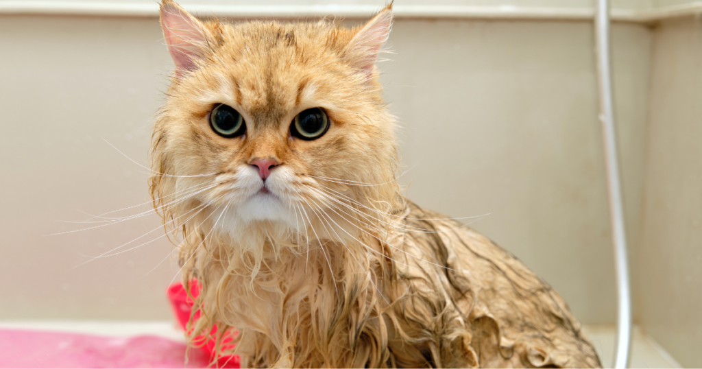 How to Bathe a Cat Safely at Home