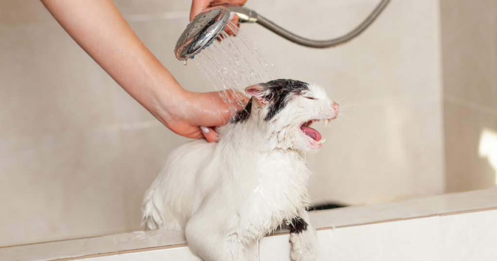 repare Everything Before You Bathe a Cat